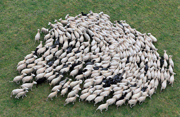 Herd of Sheep
